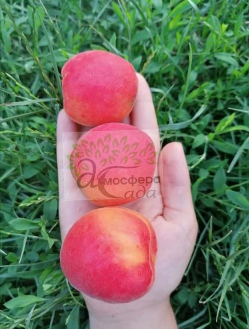 Абрикоса Приция 